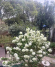 中華木繡球樹(shù)苗大花斗球白麻球苗庭院別墅耐寒盆栽風(fēng)景樹(shù)繡球花 一物一拍聯(lián)系客服 不含盆 曬單實(shí)拍圖