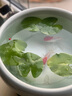 采緹（CAITI）水碗蓮一葉蓮 帶花苞睡蓮荷花大號(hào)小葉迷你水生家用睡蓮?fù)肷徎?小葉10片7-10cm 不含盆 曬單實(shí)拍圖