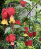 臨雅燈籠花盆栽四季開(kāi)花苗爬藤植物陽(yáng)臺室內外倒掛金鐘花卉樹(shù)苗風(fēng)鈴花 燈籠花50-60cm高3-4株+肥料 曬單實(shí)拍圖