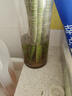 喜藝粗桿龍竹文昌竹觀(guān)音竹客廳室內水養水培植物花卉桌面竹子盆栽綠植 龍竹-50厘米-6支（旺人升官） 不含瓶 曬單實(shí)拍圖