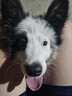 伯納天純狗糧全價(jià)中大型金毛德牧哈士奇通用老年犬成犬幼犬全期通用15kg 中大型老年犬糧15kg 曬單實(shí)拍圖