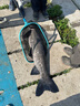 釣魚(yú)王魚(yú)線翹草鳊主線組翹嘴青魚(yú)鳊魚(yú)大物線組成品 7.2米4.0#(2卷) 曬單實(shí)拍圖
