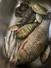達(dá)摩浮漂輕口鯽魚漂高靈敏咬鉤變色鯉魚綜合日夜兩用電子夜光漂 DL-12【底釣羅非咬鉤變色】 1號 曬單實(shí)拍圖