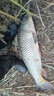 美人魚魚線經(jīng)典款2代原絲釣魚線主線垂釣二代30米 二代子線30米【透明色】 1.0號 曬單實拍圖