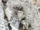 萊仕德水泥地面修補家用快干水泥防水抗裂堵漏王填縫泥砂漿聚合物水泥膠 防滲抗裂【10斤】高強度聚合砂漿 曬單實拍圖
