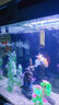 美之海魚(yú)缸客廳家用小型長(zhǎng)方形桌面魚(yú)缸水族箱懶人免換水生態(tài)上過(guò)濾魚(yú)缸 63*34*51cm 下單默認(rèn)發(fā)白色 曬單實(shí)拍圖