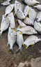 魚(yú)誘黃腳臘餌料】釣黃腳立黑鯛魚(yú)專(zhuān)用餌打窩料淺海黃翅鰭蠟小藥誘魚(yú)劑 新手嘗鮮裝【一包裝】 曬單實(shí)拍圖