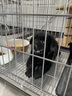 遠揚渴得狗籠中小型犬加粗加密折疊免安裝帶廁所泰迪比熊兔子通用籠 銀色 M號【長(cháng)60*寬43*高52cm】 曬單實(shí)拍圖