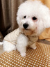 嬉皮狗（hipidog）冬季寵物狗狗衣服可愛(ài)風(fēng)小熊泰迪比熊博美小型幼犬秋冬季厚款馬甲 咖色小熊 XL（建議體重11-15斤） 曬單實(shí)拍圖