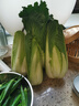 云南當季新鮮龍芽菜龍芽白菜龍牙菜苦菊清甜多汁火鍋蔬菜 帶箱9-10斤 曬單實(shí)拍圖