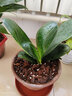 若綠四季君子蘭  圓頭和尚大苗帶花苞花卉植物室內綠植客廳高檔好養 君子蘭盆栽5-8片葉子-簡(jiǎn)易盆 曬單實(shí)拍圖