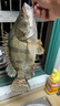 阿盧A29深水鯽魚漂高靈敏度蘆葦浮漂黑坑野釣輕口細(xì)尾醒目釣魚浮標(biāo) LPA29(蘆葦13目) 1號一支(吃鉛約0.90克) 曬單實拍圖