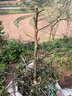 棗樹(shù)樹(shù)苗新品種特大冰糖脆棗苗耐寒耐旱當年結果南北方種植果樹(shù)苗 特大冰糖脆棗【標準585件】 5年精品苗【結果多多】嫁接苗1顆 曬單實(shí)拍圖