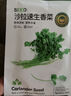 京農研農科院蔬菜種子大葉香菜四季小蔥雞毛菜紅莧菜芝麻菜空心菜種籽孑 京選-3大速生菜 1克 曬單實(shí)拍圖