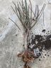 紅梅花樹苗盆栽庭院地栽濃香梅花苗花卉植物臘梅室內(nèi)外耐寒綠植盆景 主桿3厘米粗.總高80厘米-1米（拍下可備注品種名 不含盆 曬單實(shí)拍圖