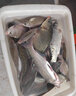 川品社釣魚(yú)頭燈感應超長(cháng)續航防水野釣燈戶(hù)外照明強光燈頭戴LED夜釣燈 無(wú)感應【單燈】+充電線(xiàn) 曬單實(shí)拍圖