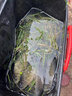 逸釣者子線雙鉤成品鯽魚專用伊勢尼子線組伊豆魚鉤綁好全套仕掛鉤釣魚用品漁具釣魚配件魚鉤 伊豆（鉤2#線1.0+鉤3#線1.0）共20付 曬單實拍圖