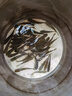 浙江螺螄青魚苗黑皖魚一斤大草魚苗青魚苗四大家魚苗養(yǎng)殖本地特大 青魚苗10-13厘米贈(zèng)送10% 50條 曬單實(shí)拍圖