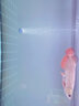 黑豆殼魚缸換水器配件（36W換水器） 延長(zhǎng)桿一節(jié) 曬單實(shí)拍圖