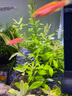 春瑞黑殼蝦水族箱水草缸清潔除藻工具淡水觀(guān)賞蝦大和藻蝦寵物活體飼料 7種蝦各4只 曬單實(shí)拍圖