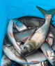 達億瓦（DAIWA）25新款岸拋鐵板竿遠投路亞竿海鱸翹嘴釣桿長(cháng)竿十大知名品牌 2.82m 93ML（2.82m2節中軟調直柄 曬單實(shí)拍圖