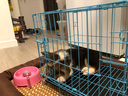 本秋柯基幼犬小型犬柯基犬活體寵物狗狗活體狗子小狗仔純種賽級雙血統(tǒng) 寵物級 公 曬單實拍圖