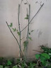 凝慧四季紅木香花苗爬藤植物圍欄攀援黃木香薔薇花四季栽種開(kāi)花爆棚 四季紅木香【60-80厘米高好活】 曬單實(shí)拍圖