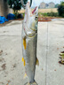 達億瓦（DAIWA）一擊GL路亞竿 通用魚竿遠(yuǎn)投竿馬口黑魚蟲竿 68LS-S（2.03米軟調(diào)直柄實心竿稍 曬單實拍圖