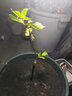 芥圃番石榴樹(shù)苗新品種 官方旗艦 嫁接西瓜芭樂(lè )紅心樹(shù)苗紅寶石番石榴苗 珍珠白肉芭樂(lè )苗【帶土帶葉發(fā)貨】 2年苗  高度：60公分左右 曬單實(shí)拍圖