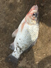 君東 魚(yú)竿君王鯉魚(yú)竿超輕超硬19調臺釣竿日本碳素28調釣魚(yú)竿手竿37調 突破經(jīng)典高碳超輕硬3.9米 28調 曬單實(shí)拍圖