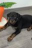 帥帥名寵北京犬舍 純種羅威納幼犬活體羅威那犬幼犬 德系護衛犬領(lǐng)養 血統級 曬單實(shí)拍圖