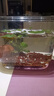 貝拉緣觀(guān)景魚(yú)缸客廳超白水草缸迷你型桌面家用水族箱透明塑料防摔烏龜缸 大號透明白 曬單實(shí)拍圖