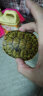易萌 黄金巴西龟活物炫彩龟小乌龟活体宠物龟半水龟招财龟草龟 7-9厘米一只 实拍图