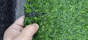 靠森 綠色地毯室外露臺仿真草坪屋頂防曬隔熱人造假草皮圍擋工程幼兒 2cm黑底普通款 曬單實(shí)拍圖