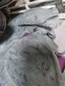 茜茜公主調(diào)整型文胸性感內(nèi)衣女胸罩小胸聚攏收副乳防下垂矯正上托 春日青 85C 曬單實(shí)拍圖