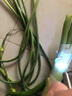 銘匯通果蔬檢測燈 波爾多液紫光手電 蔬菜熒光劑藍(lán)礬鑒測筆 365nm紫光燈【直充款】 鐵盒裝 曬單實(shí)拍圖