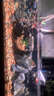 森森（SUNSUN）原生態(tài)溪流缸魚缸原生缸魚缸客廳超白玻璃底濾魚缸 靜謐黑-標(biāo)準(zhǔn)款 升級(jí)底濾（黑金筒燈） 119.2長47.6寬40缸高85柜高厘米 曬單實(shí)拍圖