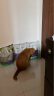 喵洁客（CAT MAGIC）美国CAT MAGIC喵洁客膨润土猫砂无香42磅 实拍图