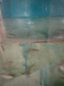 中農(nóng)康畜魚飼料觀賞魚熱帶魚發(fā)財(cái)魚增色魚糧金魚飼料紅鸚鵡魚飼料魚食 500g 1盒 1mm觀賞魚糧 曬單實(shí)拍圖