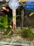 Atman魚缸水族箱BH加溫棒自動(dòng)恒溫防爆烏龜缸魚缸出口版AH加熱棒 AH-50W加熱棒 曬單實(shí)拍圖