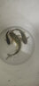 蝦肉粉赤尾青鯽魚(yú)鯉魚(yú)羅非魚(yú)鯪魚(yú)釣魚(yú)餌料小藥黑坑野釣蝦粉冷凍餌 1斤濃腥版 曬單實(shí)拍圖