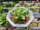 吊蘭植物吊竹梅青白玉吊蘭油畫(huà)婚禮垂吊懸掛盆栽觀葉耐旱型 青白玉吊蘭 不含盆 曬單實(shí)拍圖