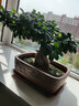 黃楊花盆長(cháng)方形紫砂花盆特大室內陽(yáng)臺綠植小葉紫檀黃楊老樁羅漢松樹(shù)盆景盆非標定制 豆沙色長(cháng)方大號加托 尺寸如圖  紫砂 曬單實(shí)拍圖