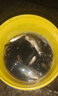 化氏化氏 一窩瘋魚餌鯉魚鯽魚綜合餌谷物奶香野釣大鯽魚黑坑餌料 化氏一窩瘋350g【2包】 曬單實拍圖