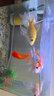 sobo松寶 魚缸潛水泵過濾器內(nèi)置三合一循環(huán)增氧泵水族箱免換水泵 通用過濾棉*2只 曬單實(shí)拍圖
