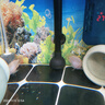 甄夢(mèng)漁野可繁殖組熱帶觀(guān)賞魚(yú)白金寶藍迷你鸚鵡魚(yú)種魚(yú)一對公母淡水卵生配對 大號白金公母一對可繁殖5-6cm 曬單實(shí)拍圖