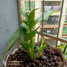 星雨香（XINGYUXIANG）香全系列金釵石斛紅心石斛10苗苗好根好夏秋開(kāi)花室內盆栽 彩蝶石斛 3苗裸根發(fā)貨 曬單實(shí)拍圖