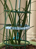 華香園蘭花 程梅 蕙蘭濃香型 辦公室內(nèi)盆栽盆景綠植盆栽花卉 程梅 1苗 不帶花苞  裸根發(fā)貨 曬單實拍圖