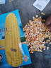 壽禾 超甜水果玉米種子大全紫糯黑甜糯可生食粘甜種孑冬春季壽光蔬菜 大棒黃甜斯達甜玉米種子50g 曬單實(shí)拍圖