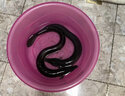 鹿凌青【淡水魚】鮮活河鰻 白鰻魚 現(xiàn)捕現(xiàn)發(fā) 冰鮮海鰻 生鮮魚類 鮮活河鰻（1.6-1.7斤 ） 2條 精選 曬單實拍圖